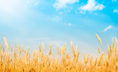 golden wheat field in sunlight