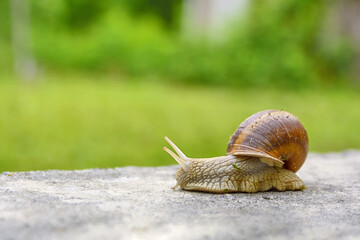 Big snail in shell crawling on road, summer day in garden