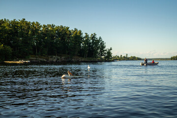 Pelican swimming on Lake Kabetogama in Voyageurs National Park, Minnesota
