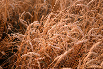 Ripe ears of wheat oats on a ripe meadow illuminated by the sun