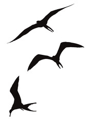 vector silhouette of a bird
