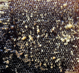 Drop of bee honey drip from hexagonal honeycombs filled with golden nectar.