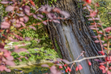 Big tree covered with ivy in the forest with red bush