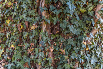 Big tree covered with lot of green ivy bush