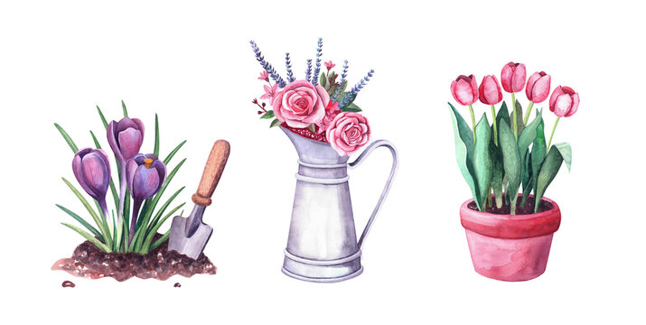 Watercolor spring crocus in the soil and shovel, red tulips in a pot, flower arrangement with roses, lovanda and berries in a vintage metal pitcher. Isolated illustration on white background