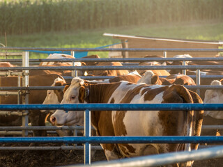 Kühe eingepfercht in Gitterboxen © focus finder