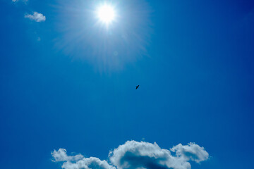 bird flying high in the sky