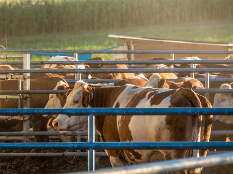 Kühe eingepfercht in Gitterboxen