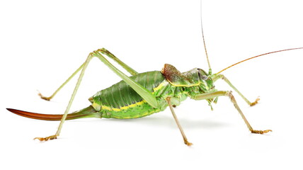 Saddle-backed Bush Cricket (Ephippiger ephippiger) isolated on white background with clipping path