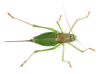 Saddle-backed Bush Cricket (Ephippiger ephippiger) isolated on white background with clipping path