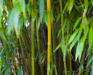 Fototapeta na wymiar Closeup of bamboo tree
