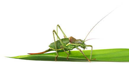 Saddle-backed Bush Cricket (Ephippiger ephippiger) isolated on white background with clipping path