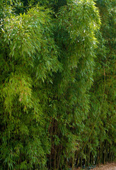 Bamboo forest 