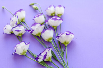 A bouquet of beautiful freshly cut purple eustoma on a one ton background