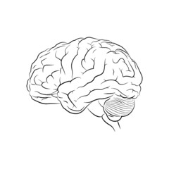 Human brain vector illustration