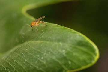 Mosquito close up