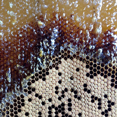 Drop of bee honey drip from hexagonal honeycombs filled with golden nectar.