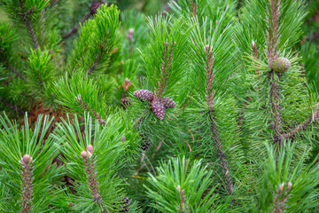 Small cone of spruce or pine coniferous tree on a green prickly branch