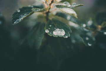 rain drops in close-up on the leaves of the plant
