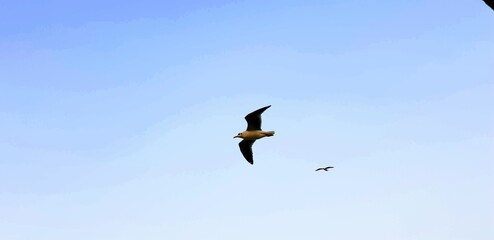 birds in flight