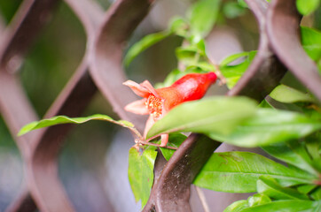 small pomegranate grows on a tree in the garden