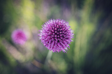 purple flower in close-up on a green garden background
