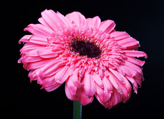 Gerber Daisy Standing Tall