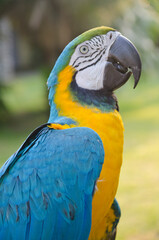 big colorful parrot side view