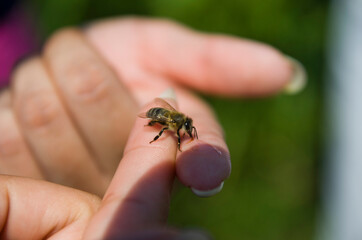 a bee sits on the finger of a woman's hand