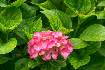 Fototapeta premium Einzelne rosa Hortensie in grünen Blättern 