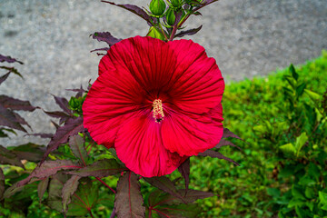 Midnight Marvel red hibiscus flower