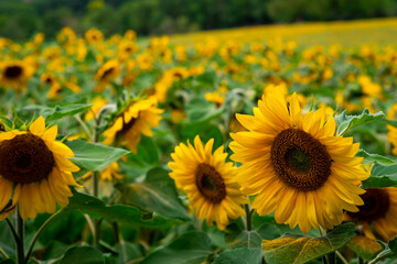 Sunflower field landscape close-up