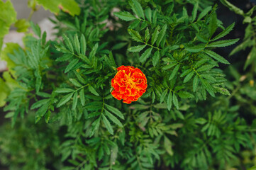 Beautiful, bright, lonely orange, red marigold flower grows and blooms in the garden in nature, top view. Decorate plants.
