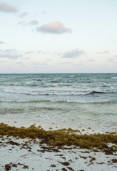 Vertical photo. Seascape. The white sand, gulfweed sargassum, blue ocean and sea waves with a beautiful sunrise light.