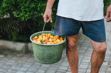 A man, a worker, an agronomist in dirty clothes, holds a bucket full of yellow and orange, ripe apricots. Good harvest for fruit sales.