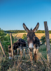 Naklejka premium Junge Esel auf der Weide