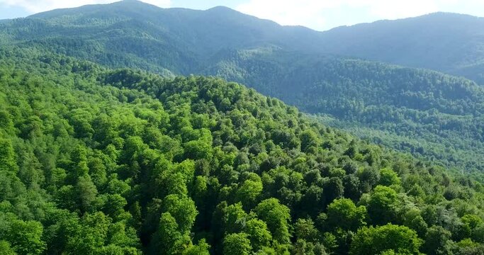 Beautiful Landscape Of Dense Green Fresh Forest In Spring Season And Clear Sunny Sky Above Mountains 4K  Aerial Wide Shot