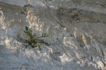 Horizontal daylight close-up picture of single green plant on beige and grey rock. Photo by the sea for background.