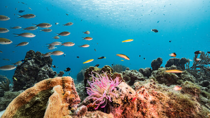 Seascape in turquoise water of coral reef in Caribbean Sea / Curacao with Sea Anemone, fish, coral and sponge