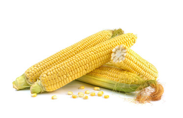 Fresh yellow ears of sweet dessert corn on a white background, close-up.horizontal view