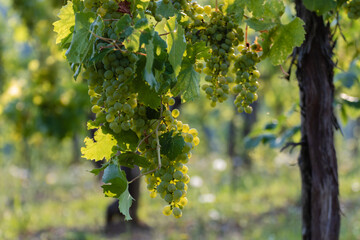 Fototapeta premium Closeup of yellow almost ripe grape in the European vineyard. 