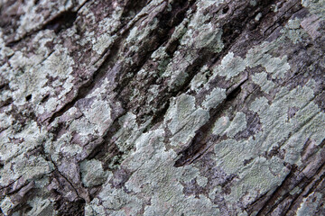 Mossy bark texture closeup. Faded weathered bark with lichen. Natural textured background. Rustic wood backdrop. Tree trunk macro photo. Grungy lumber close-up. Rough natural wood surface