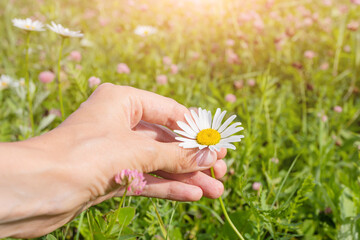 A woman's hand touches a chamomile flower growing in a clearing. A bright sunny afternoon. The concept of summer, outdoor recreation, wildflowers, alternative medicine, medicinal herbs.