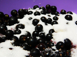 black and white currant