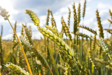 Wheat field at sunset. The concept of cereals, organic food, agriculture.