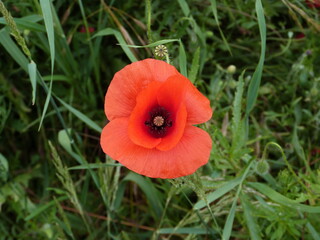 red poppy in the field