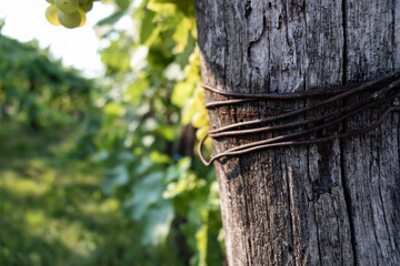 First trunk in the vineyard with old twisted wire on it. 