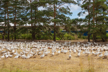 Summer country landscape: white farm geese in the meadow in the foreground, pine trees in the background.