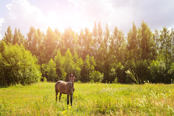 Summer idyllic landscape: a horse is grazing in a field, behind is a forest. Rustic concept.