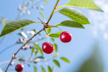 Ripe juicy cherry hanging on a branch. Berry harvest concept, autumn, organic healthy food, vegetarianism.